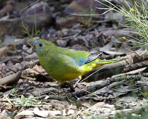 Turquoise Parrot Fact File