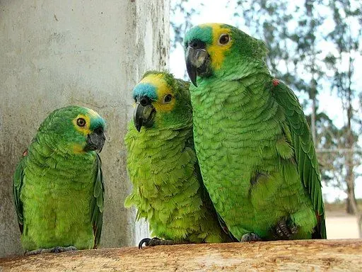 Facts about the turquoise blue faces and body features of these parrots are amusing.