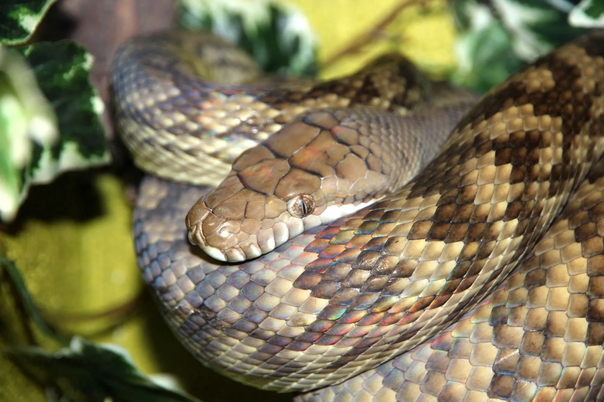 The amethystine python size is one of the most fascinating features it has.
