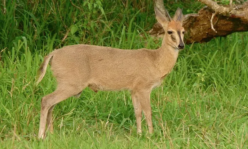 Common duikers are ne of few antelope known to eat carrion and insects.