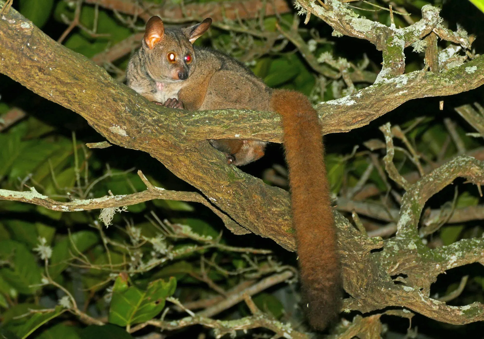 The galago family, galagidae, ​includes three genera and 20 species.