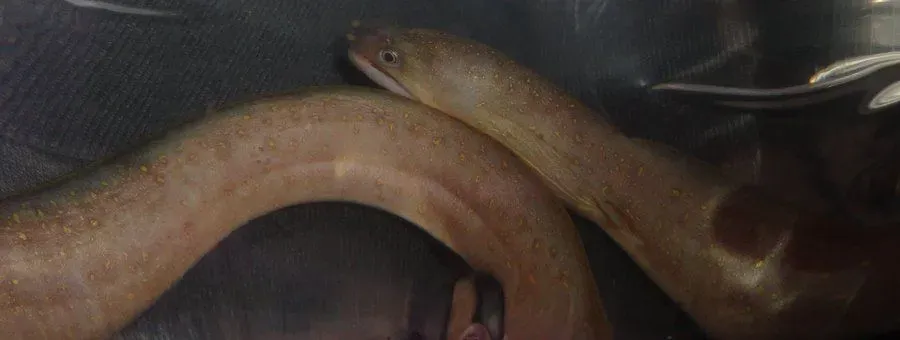 The freshwater moray eel, species Gymnothorax tile, is not related to snakes even though they look simliar.
