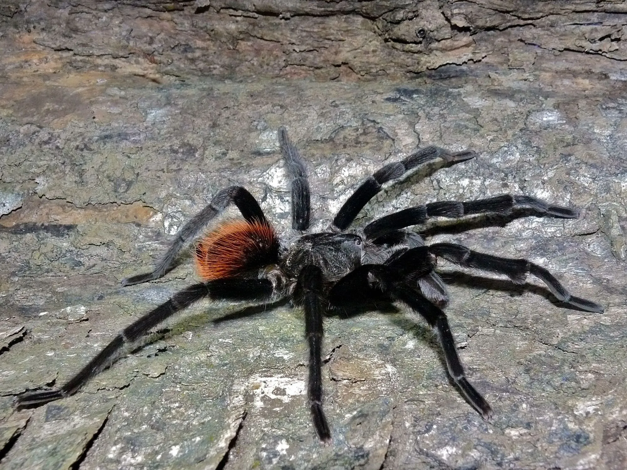 The Mexican red rump tarantula, Brachypelma vagans, is velvet black in color with bright red hairs on its abdomen and legs.
