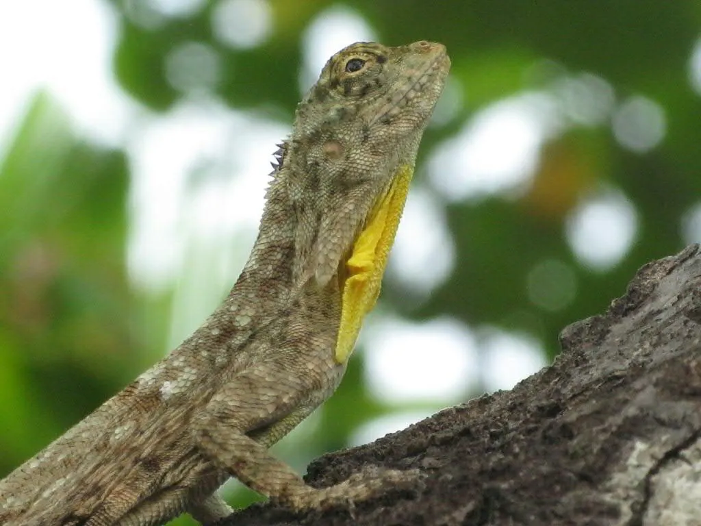 The flying Draco lizard has a color distribution of yellow, green, and gray.
