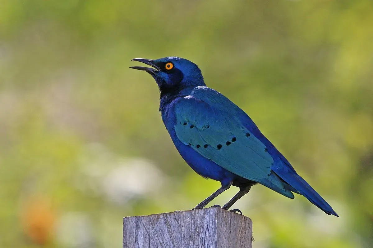The greater blue-eared glossy starlings are not sexually dimorphic