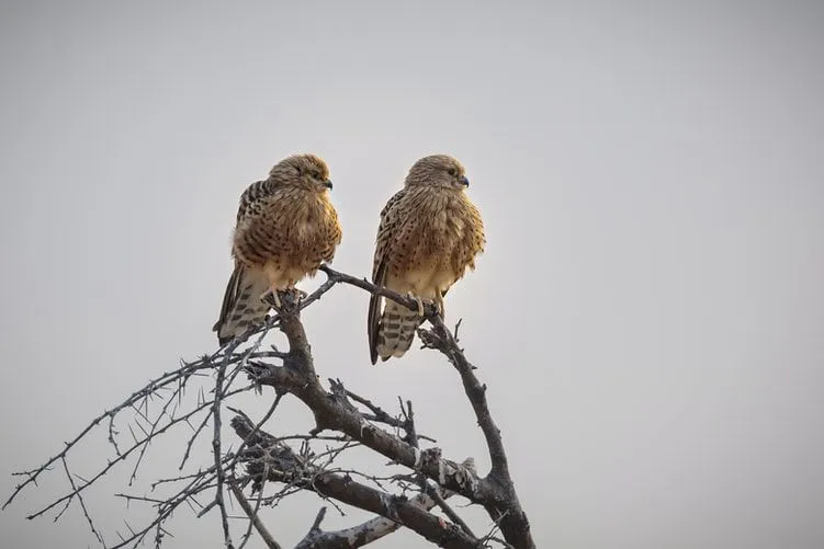 Greater kestrel, Falco rupicoloides, is among the fascinating birds of the world.