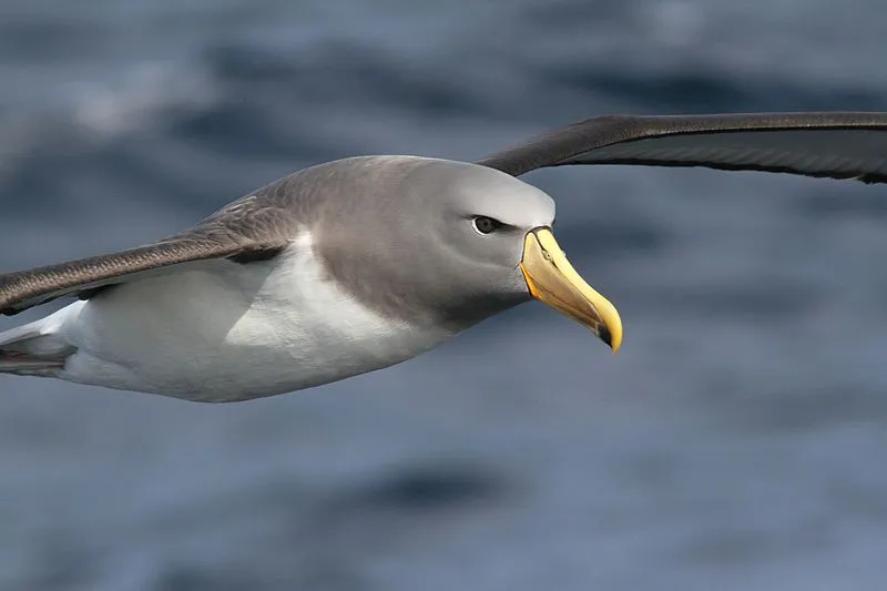 Chatham albatross have large wings.