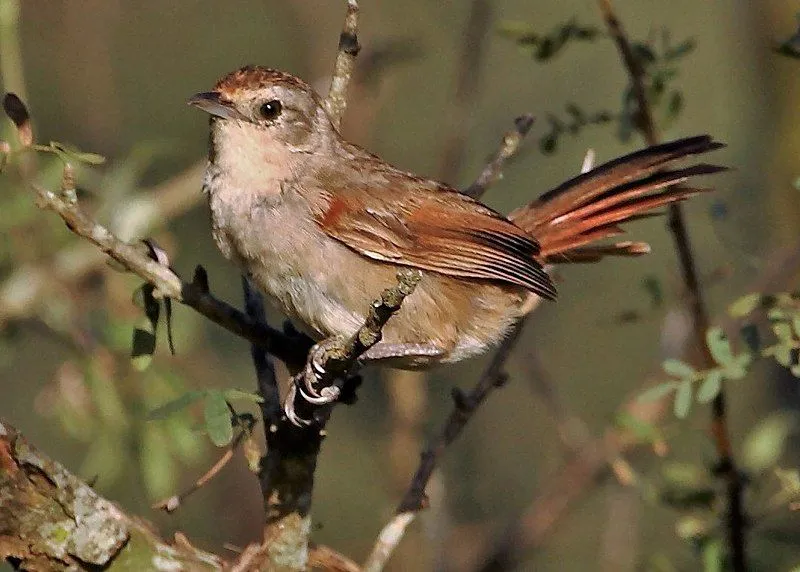 The thornbird belongs to the family Furnariidae.