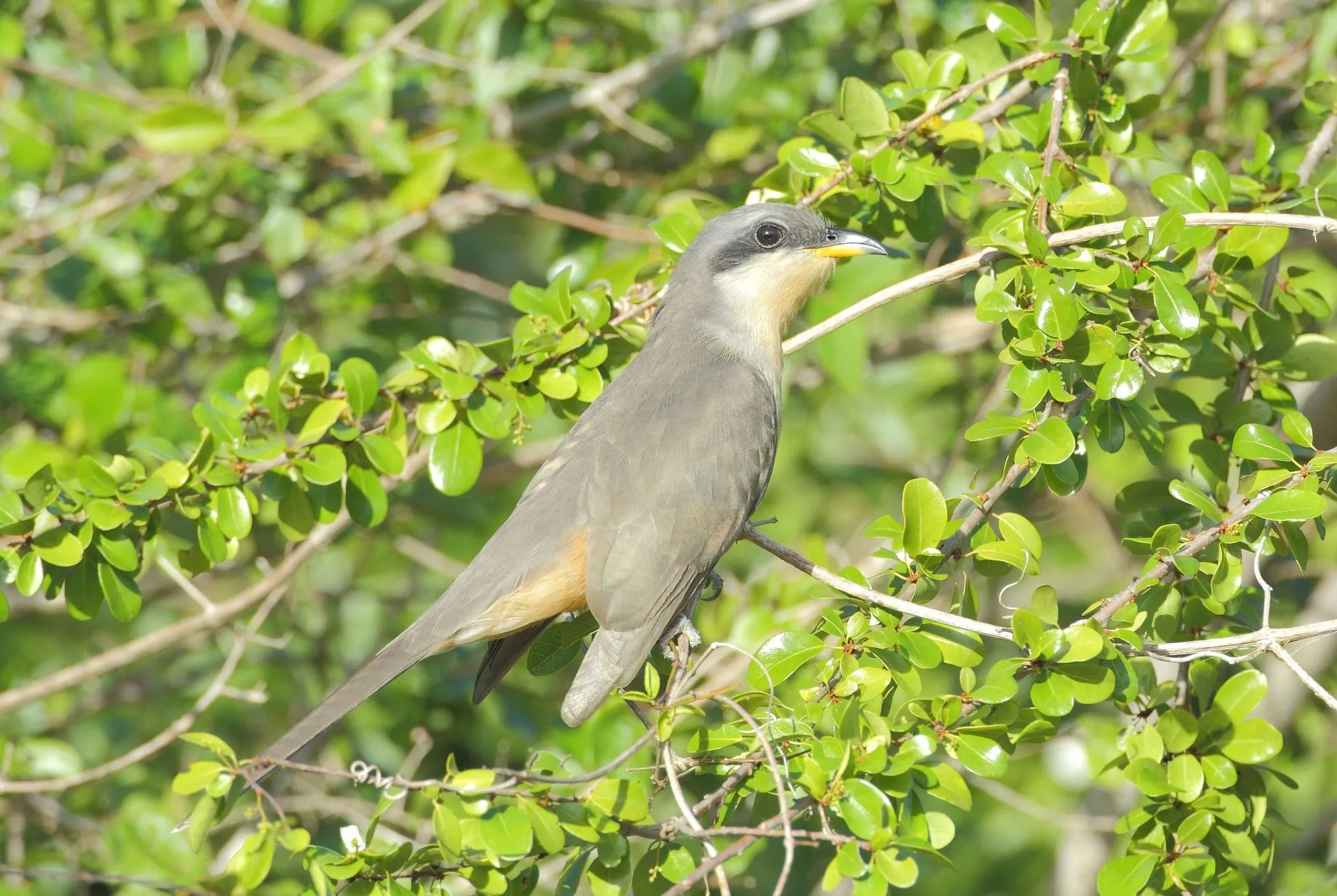 Mangrove Cuckoo is a beautiful bird to look at.