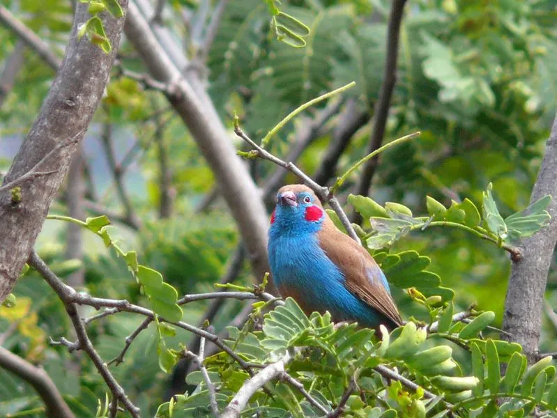The male red-cheeked cordon-bleu (Uraeginthus bengalus) has bright red spots on its cheeks.