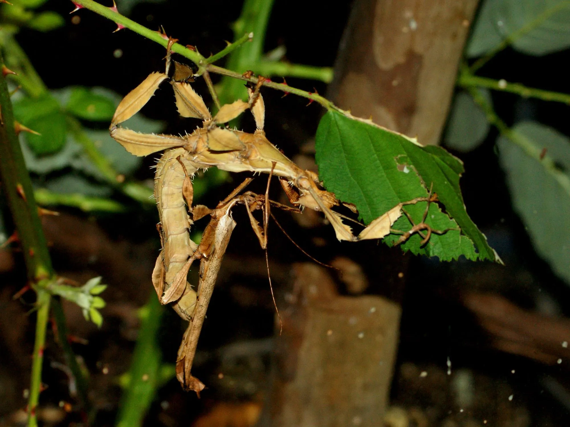 fun-spiny-leaf-insect-facts-for-kids