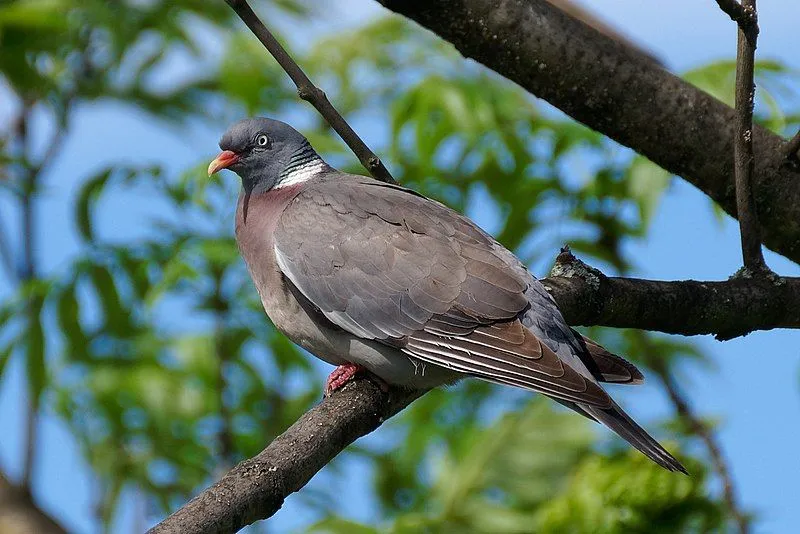 Common Wood Pigeon 19 Facts You Won T Believe