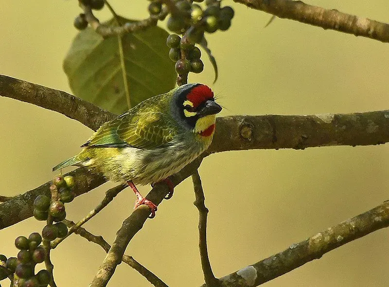 The coppersmith barbet is green in color and is really fond of fruits like berries.
