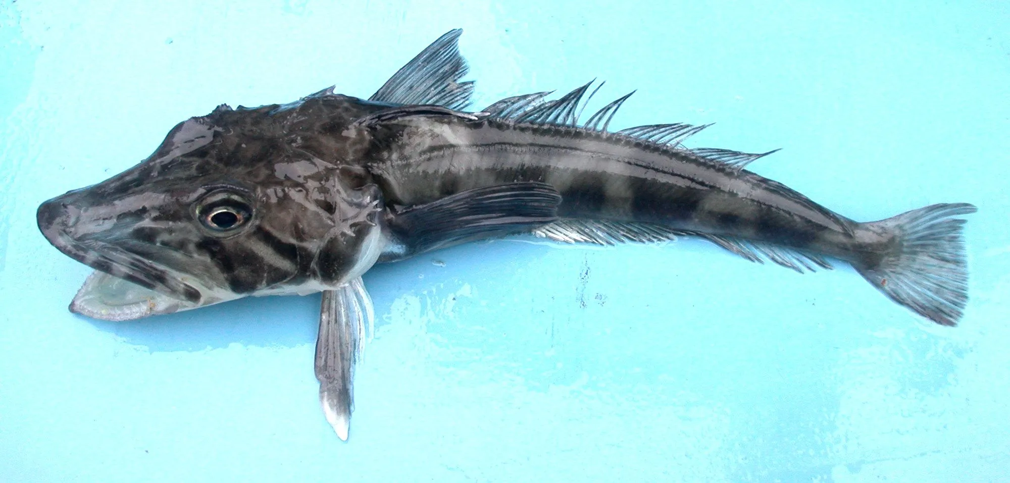 Crocodile icefish belongs to the Channichthyidae family.