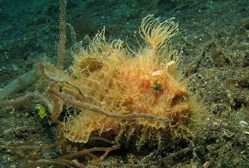 Here are some facts about the hairy frogfish that will help you spot one the next time you go for a dive in the sea!