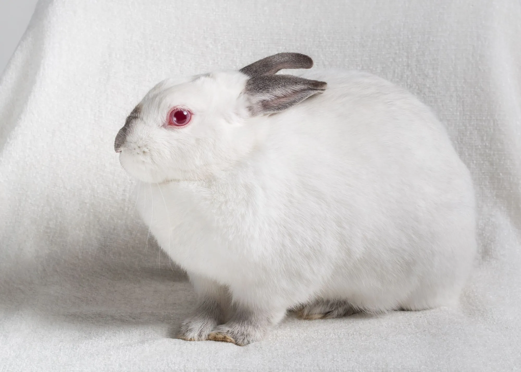 California white rabbit facts on this domestic rabbit.