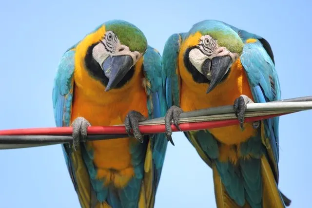 Harlequin macaws have a body coloration of red, blue, and green.