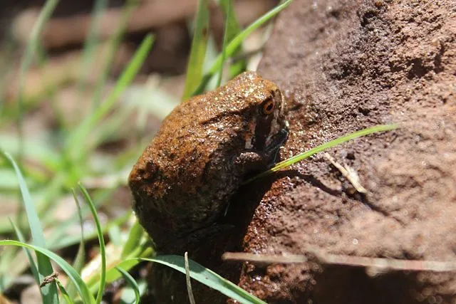 Facts about the Mozambique rain frog are amazing!