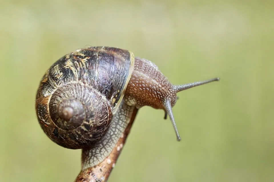 zombie snail parasite