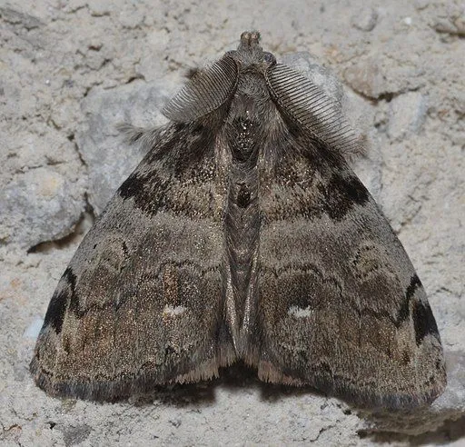 A scary fact about the white-marked tussock moth is that its hairs can cause an allergic reaction in humans!