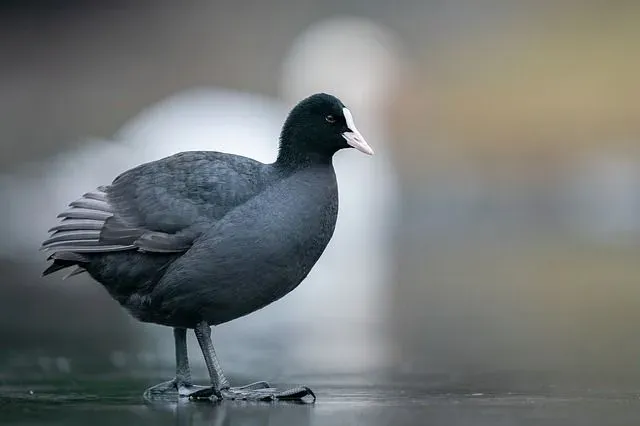 The Eurasian coot has a snowy white frontal shield and bill.