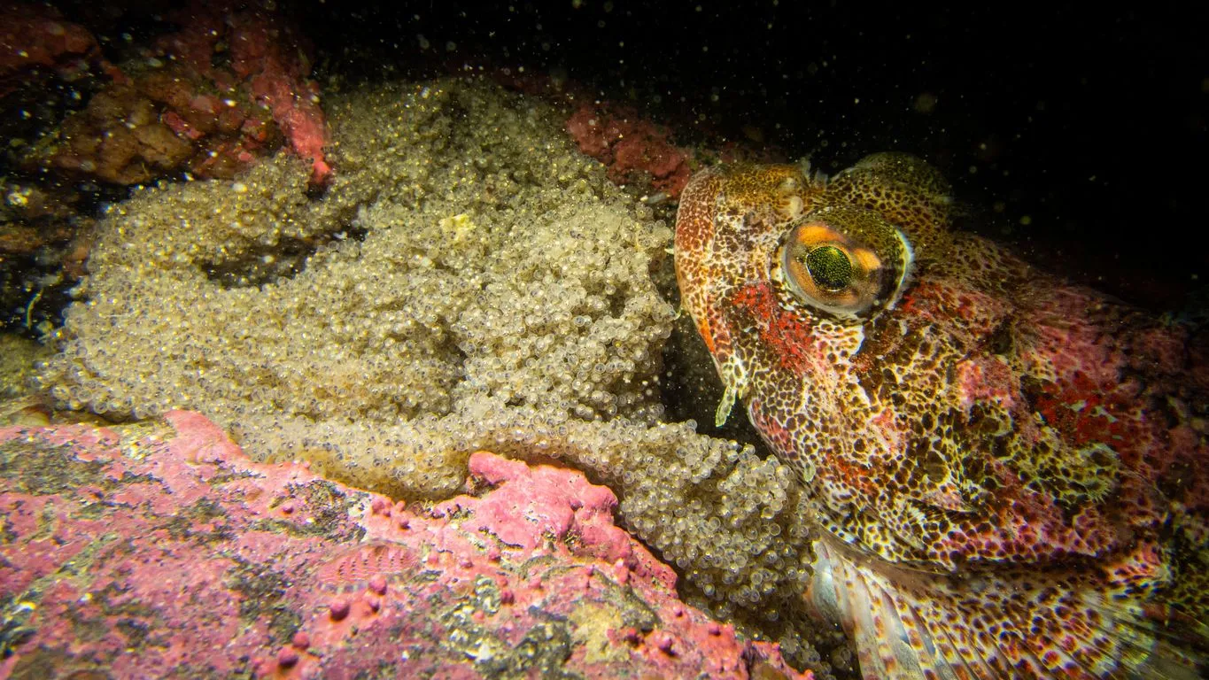 Great sculpin facts are all about this unique fish of the Cottidae family.