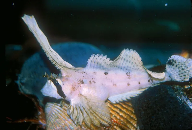 Great sculpins have fan-shaped pectoral fins.