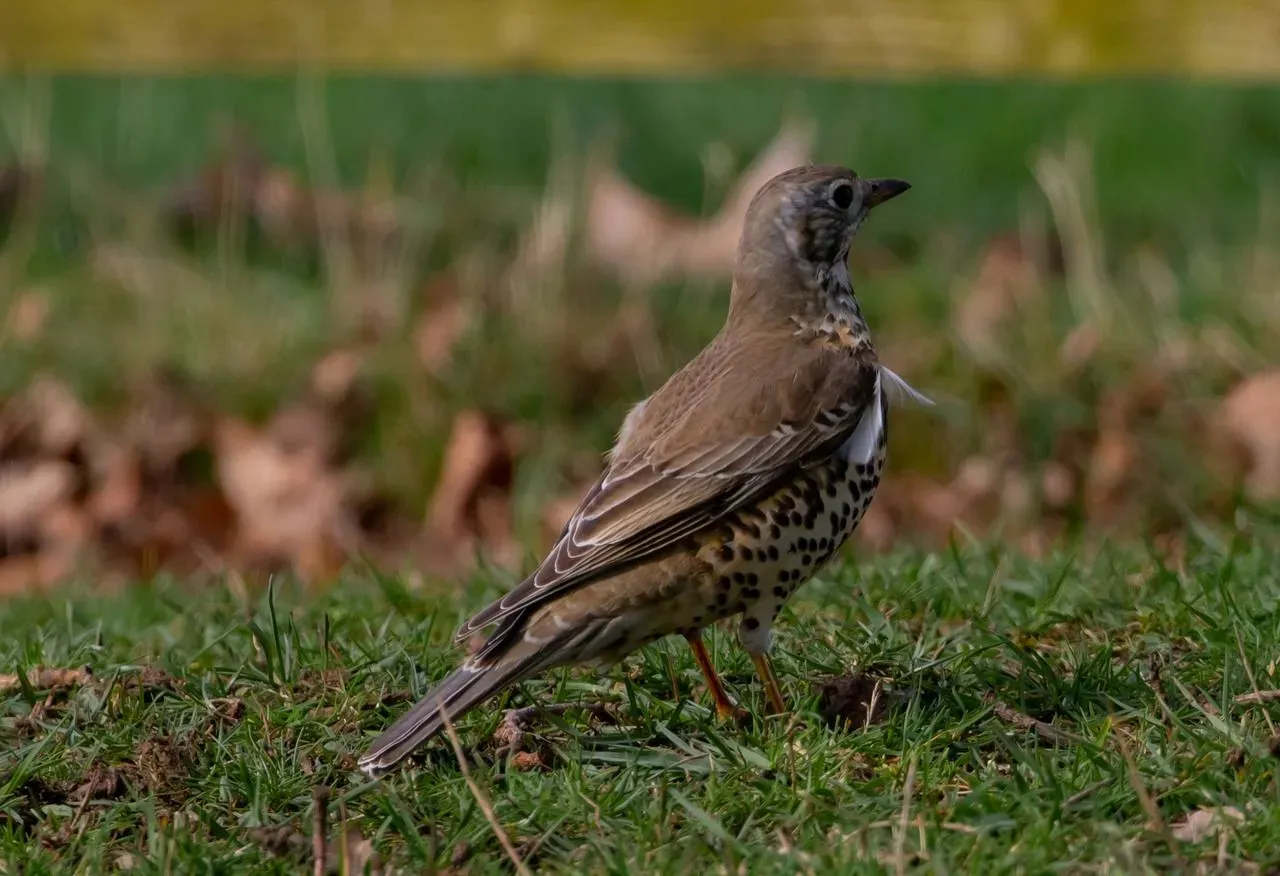 Mistle thrush has territory larger than that of a song thrush