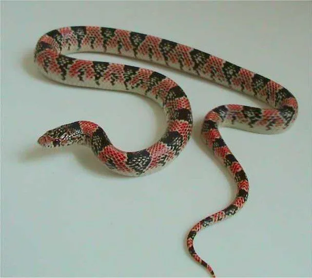 Long-nosed snake facts are about nocturnal species of reptiles that prefer to dwell underground.