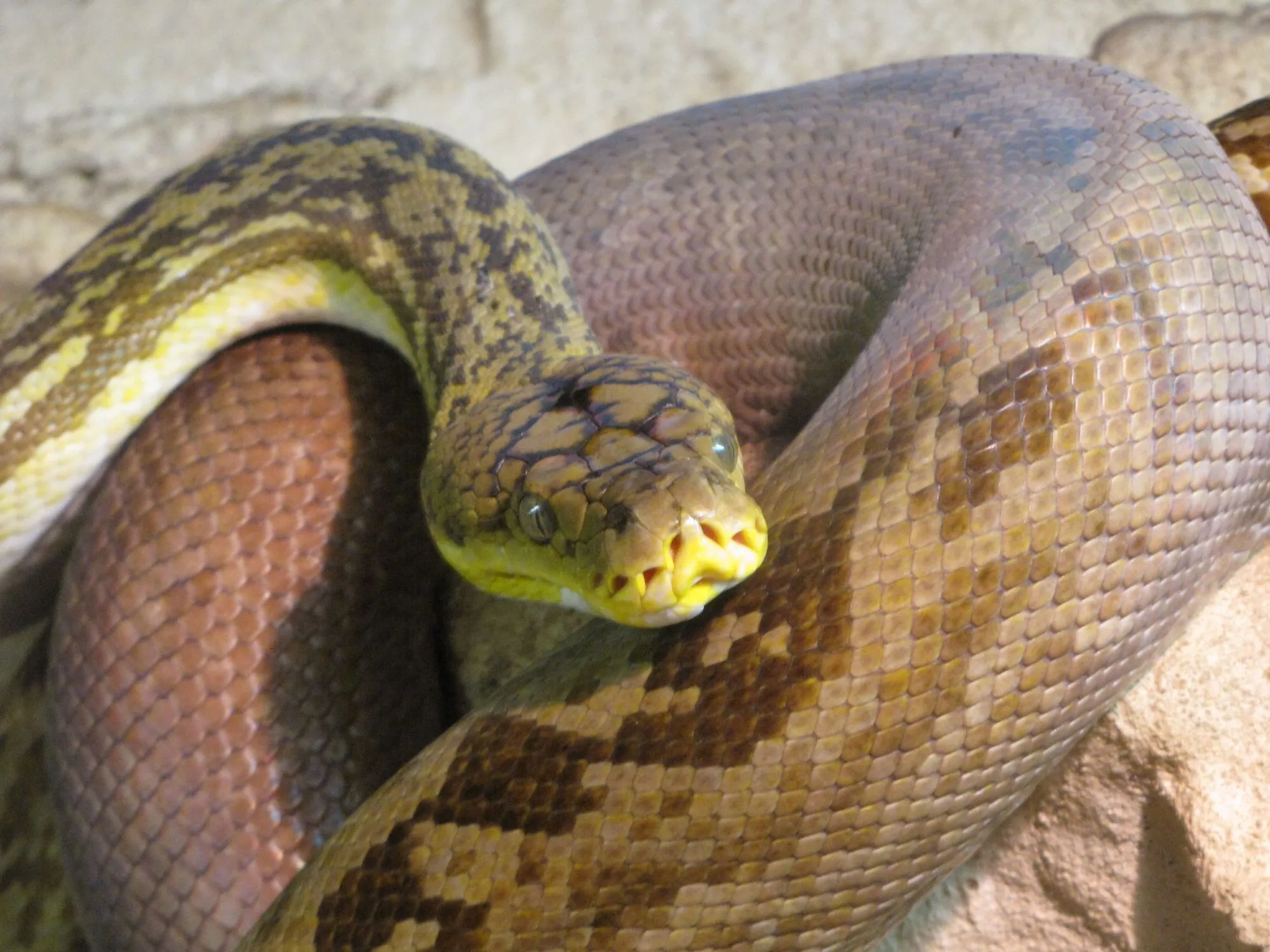 The Timor python is comparatively thin and has an approximate length of 83 in (210.8 cm)