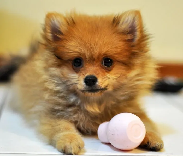 Information about the Teacup Pom puppy is interesting!