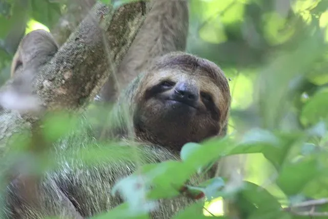 The brown-throated sloth is a herbivore.