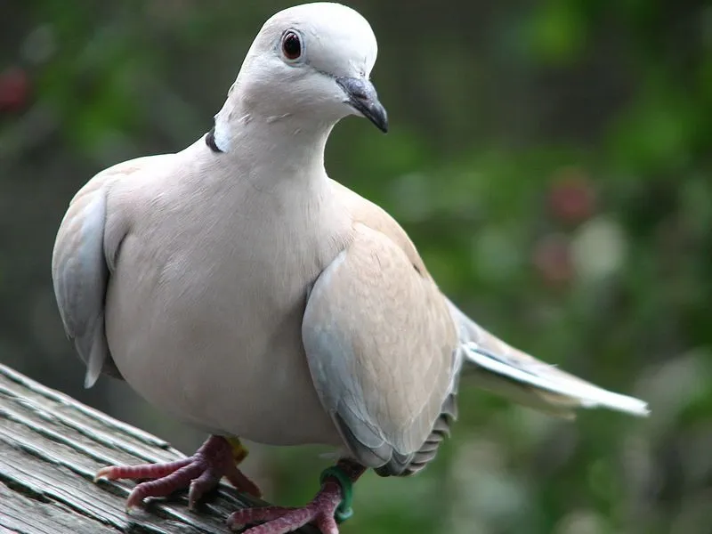 Barbary doves are found in North America.