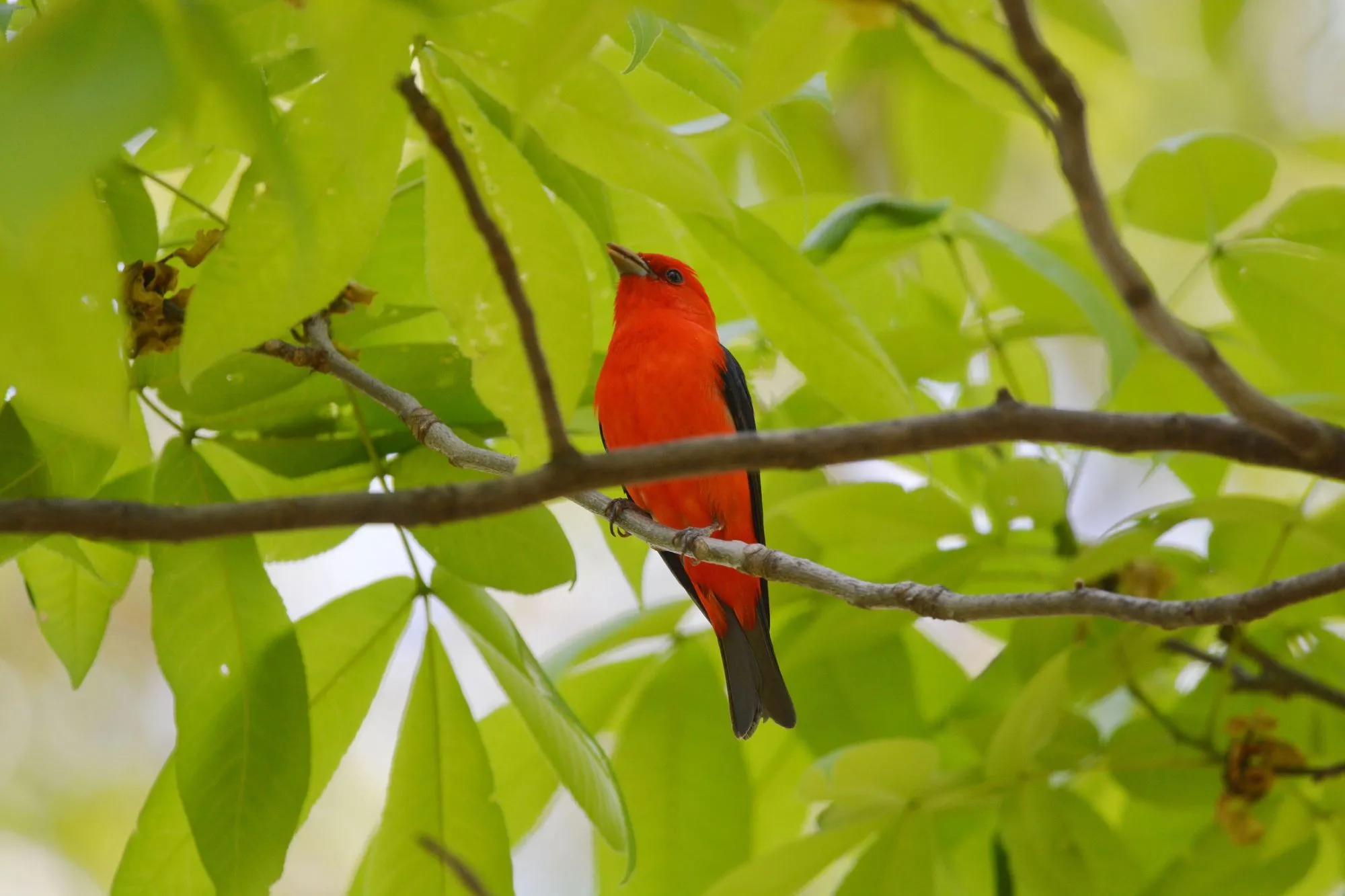 Discover interesting scarlet tanager facts.