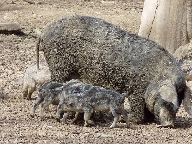 Amazing and interesting facts about hairy pigs.