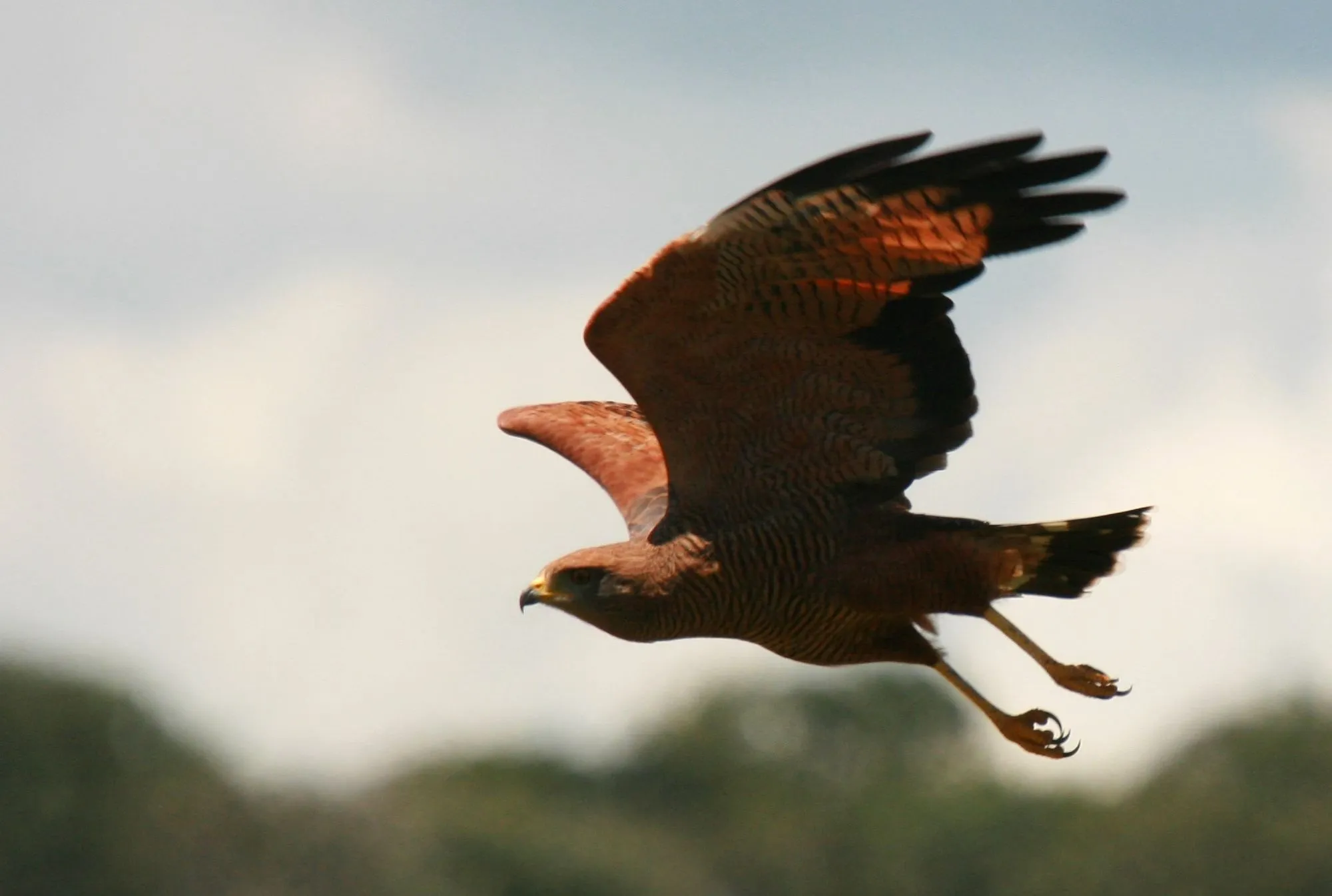 The savanna hawk is located mainly in Central and Southern America.