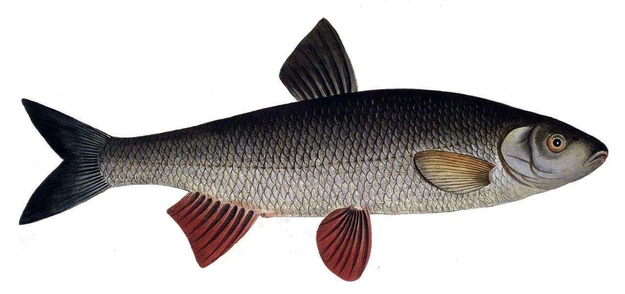The Leuciscus leuciscus belongs to the same subfamily as the Sacramento blackfish and sports almost similar main body color.