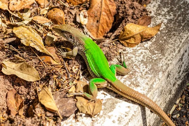 Amazing green ameiva facts to share with your kids to know more about this species.