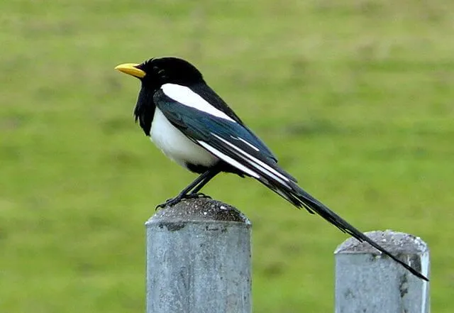 Yellow-billed magpie closely resembles black-billed magpies.
