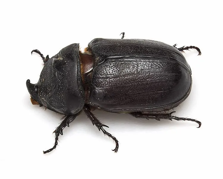 The adult beetles with the common name coconut rhinoceros have peculiar organic breeding sites.
