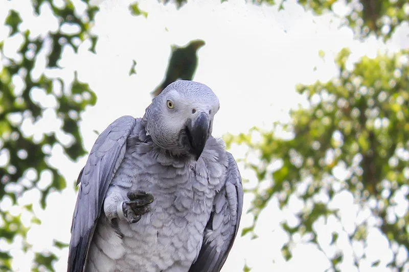 Fun Grey Parrot Facts For Kids | Kidadl