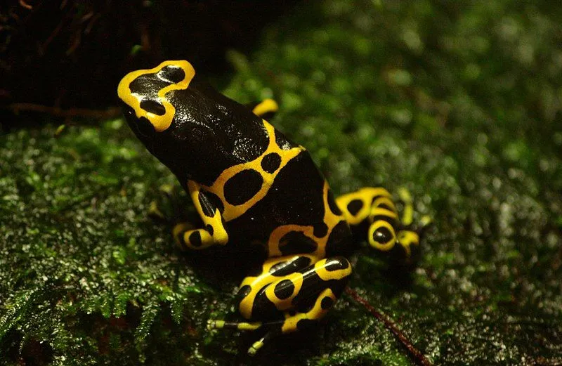 If you would like to know more about all the interesting yellow-banded poison dart frog facts, please read on.