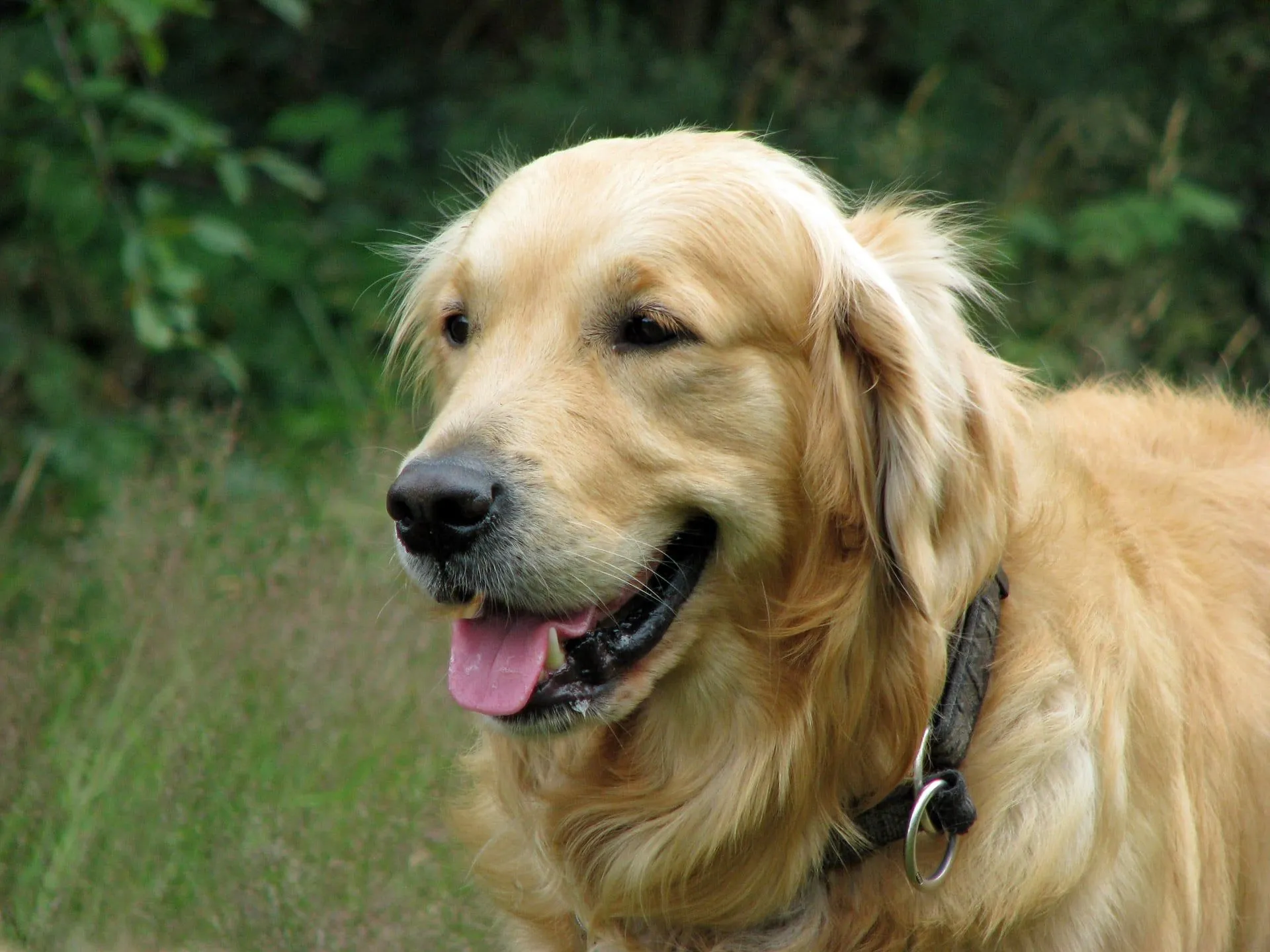 Retrievers have different coat colors, and brown, white, gold, and cream are the common ones.