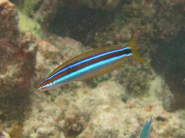Curious wormfish has blue/yellow stripes