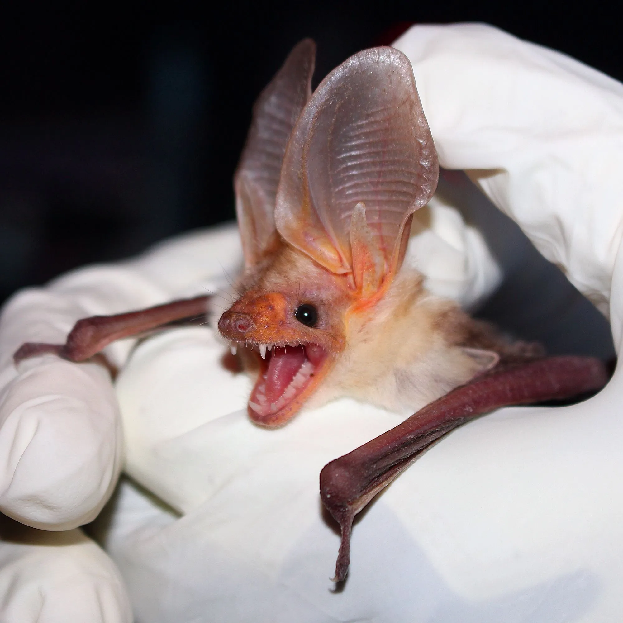 Read more about the amazing pallid bats in this article.