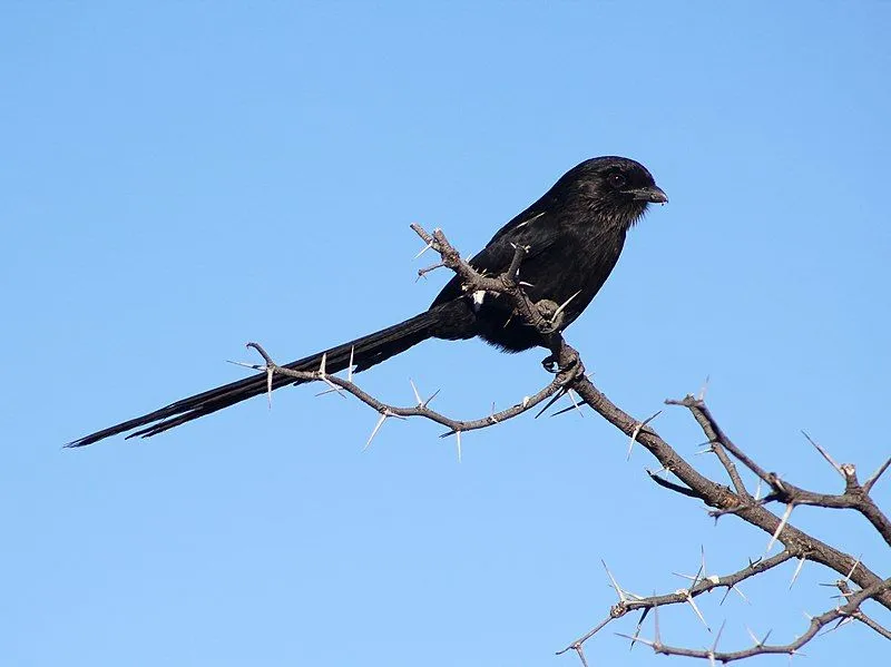 Magpie shrikes have a very long tail which is one of their best features