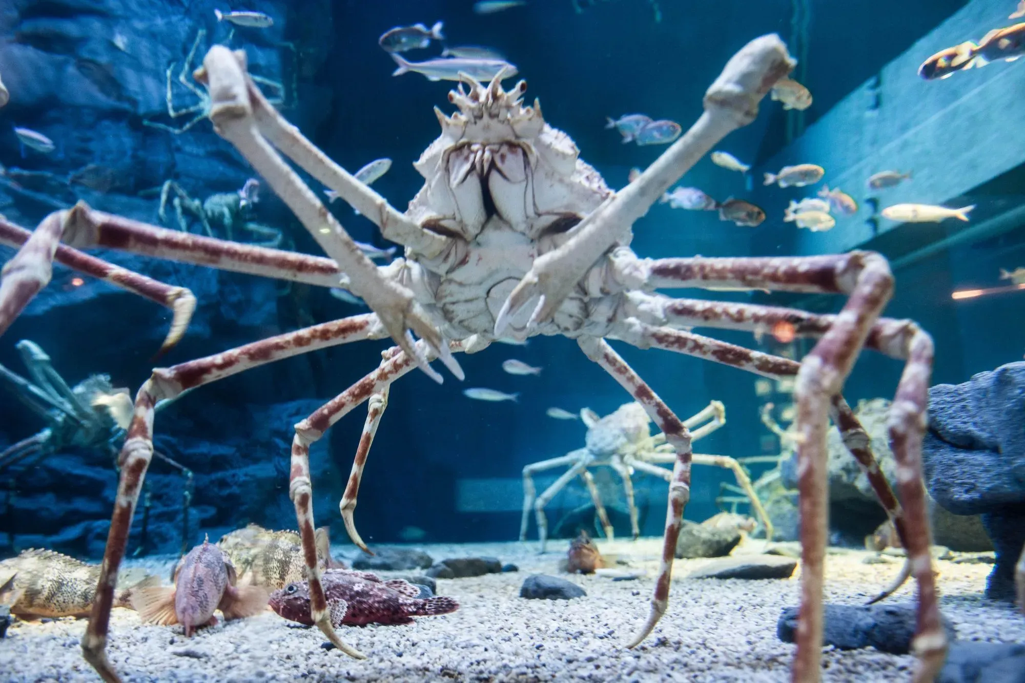 The mighty claws of crabs are a multifaceted tool for them.