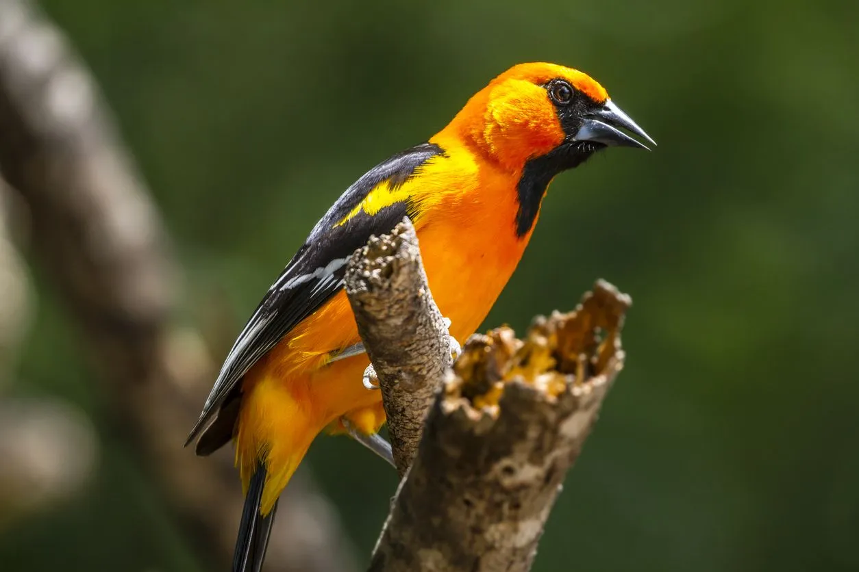 Discover interesting Altamira oriole facts.