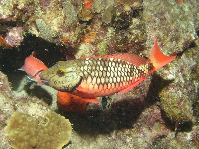 The primary females and adult females of the stoplight parrotfish species are a reddish-brown color.