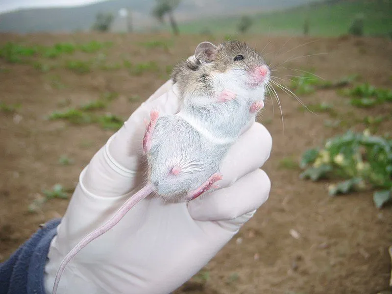 Algerian mouse lives in habitat from sea level to 4,593 ft (1,400 m) above sea level.
